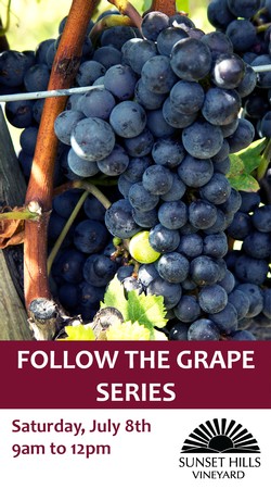 Follow the Grape - Pruning