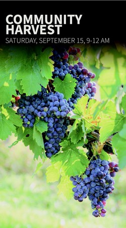 Follow the Grape - Community Harvest